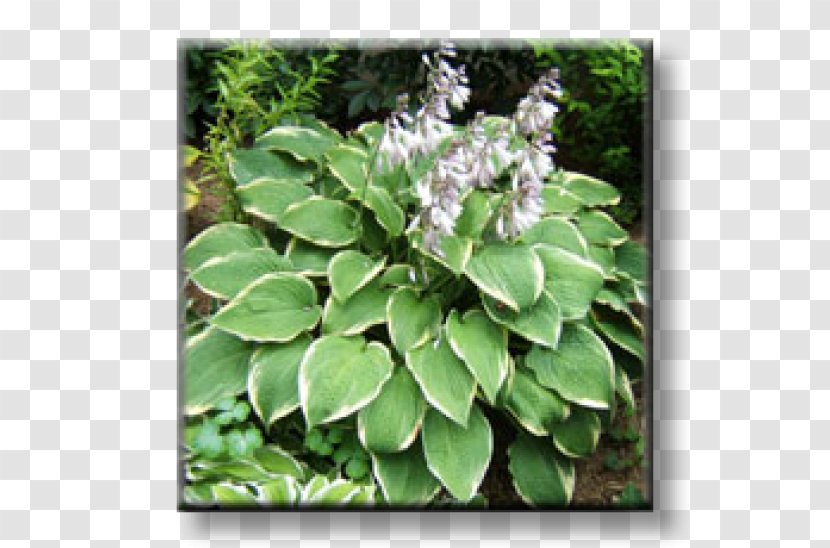 Blue Plantain-lily Graublatt-Funkie Herbaceous Plant Perennial Fortune's Spindle - Plantainlily - Hosta Transparent PNG