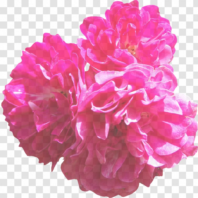 Pink Petal Flower Plant Cut Flowers - Chinese Peony Transparent PNG