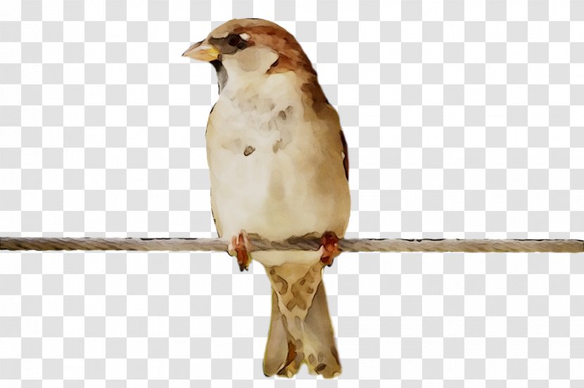Hawk House Sparrow Fauna Beak - Feather Transparent PNG