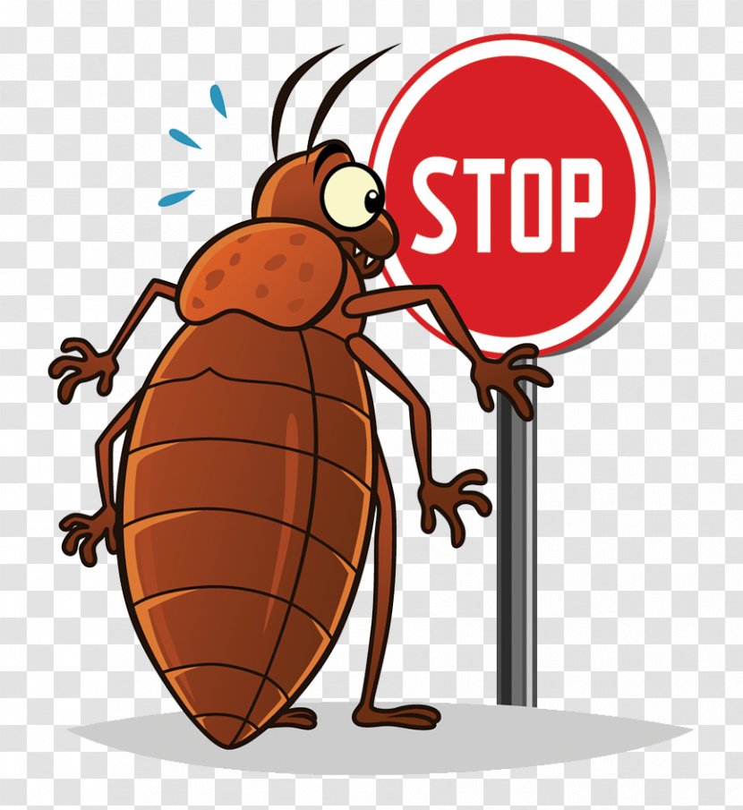Insect Bed Bug Clip Art - Cartoon Transparent PNG