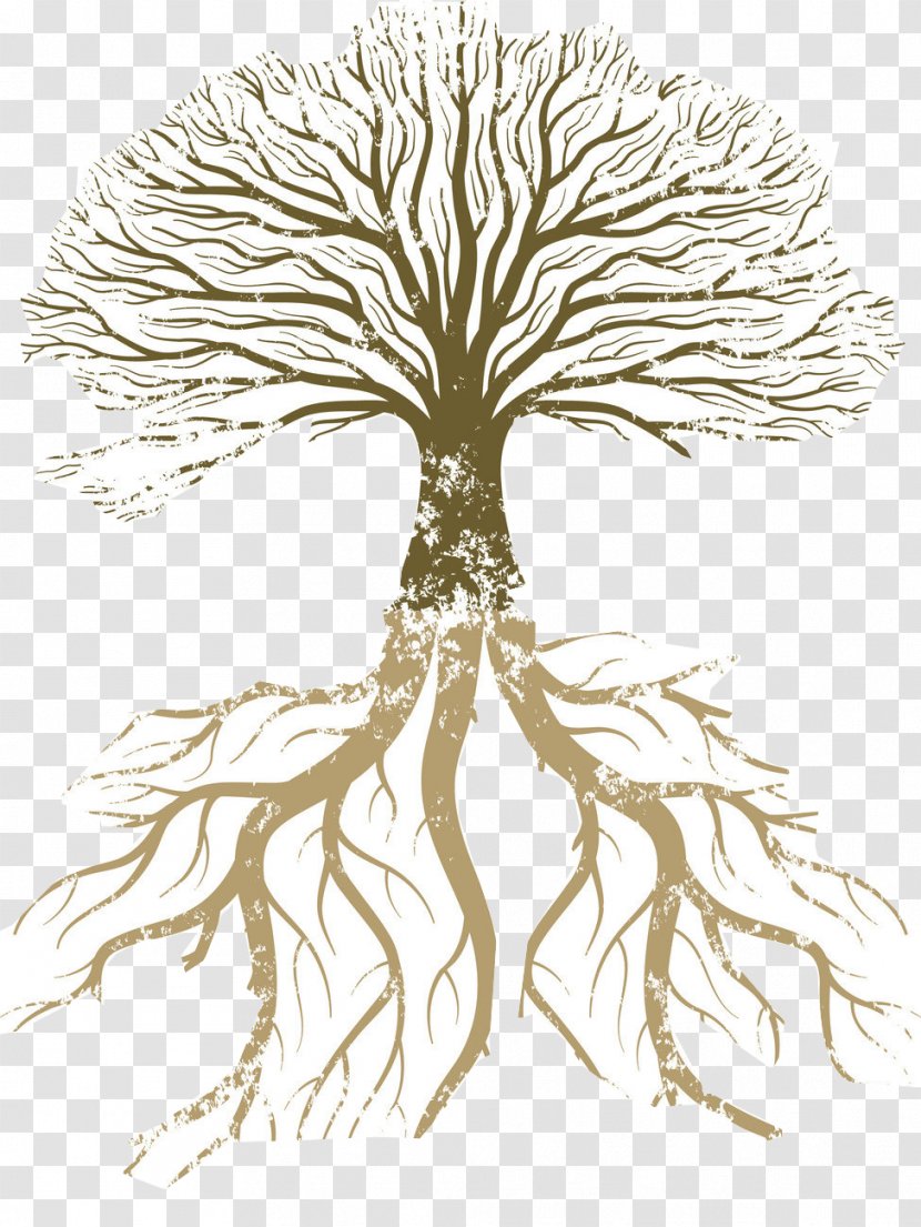 Root Tree Vector Graphics Branch Illustration - Trunk Transparent PNG