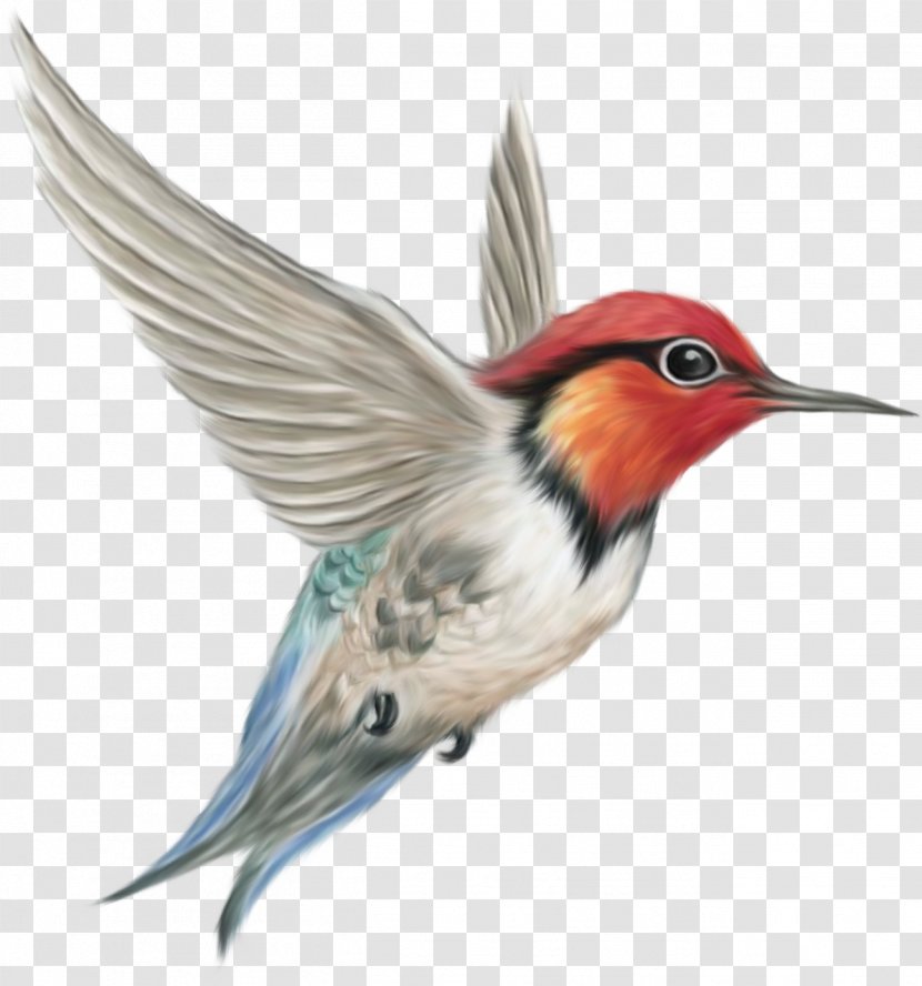 Hummingbird Clip Art - Flock - Renders Oiseau Transparent PNG