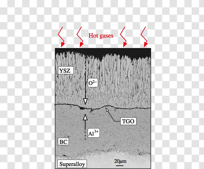 Line Angle Map Tuberculosis - Area Transparent PNG