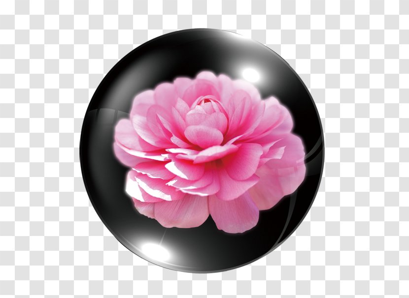 Ranunculus Asiaticus Pink Flowers Wallpaper - Rose Family - Peony Decoration Transparent PNG