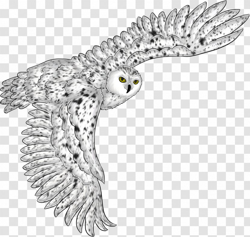 Owl Eagle Beak Line Art Fauna - Wildlife Transparent PNG