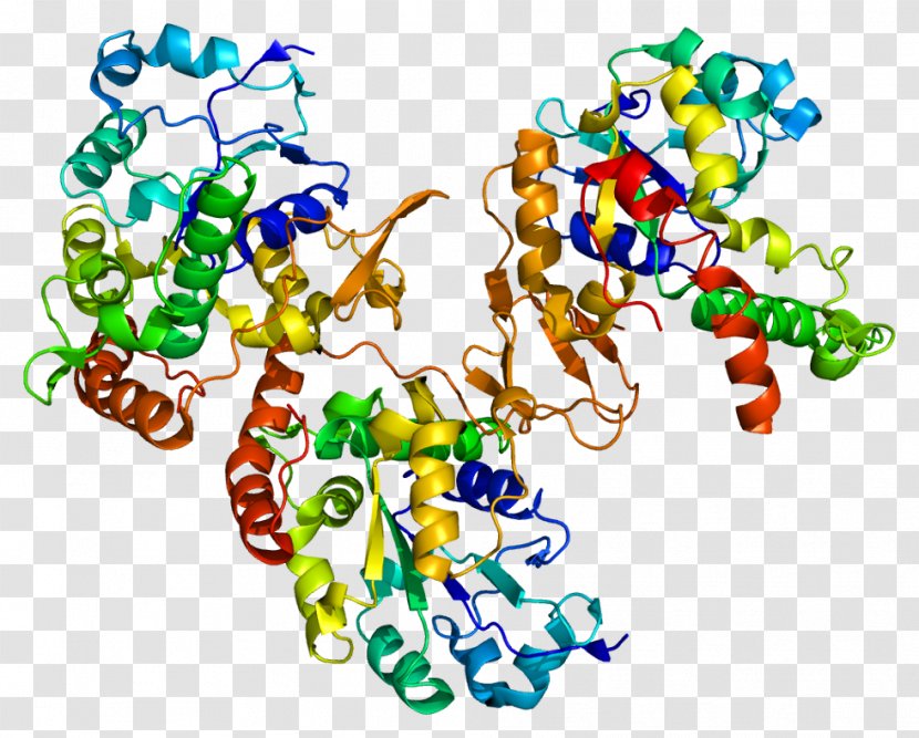 HS3ST1 Heparan Sulfate 2-O-sulfotransferase Enzyme - Frame - Silhouette Transparent PNG
