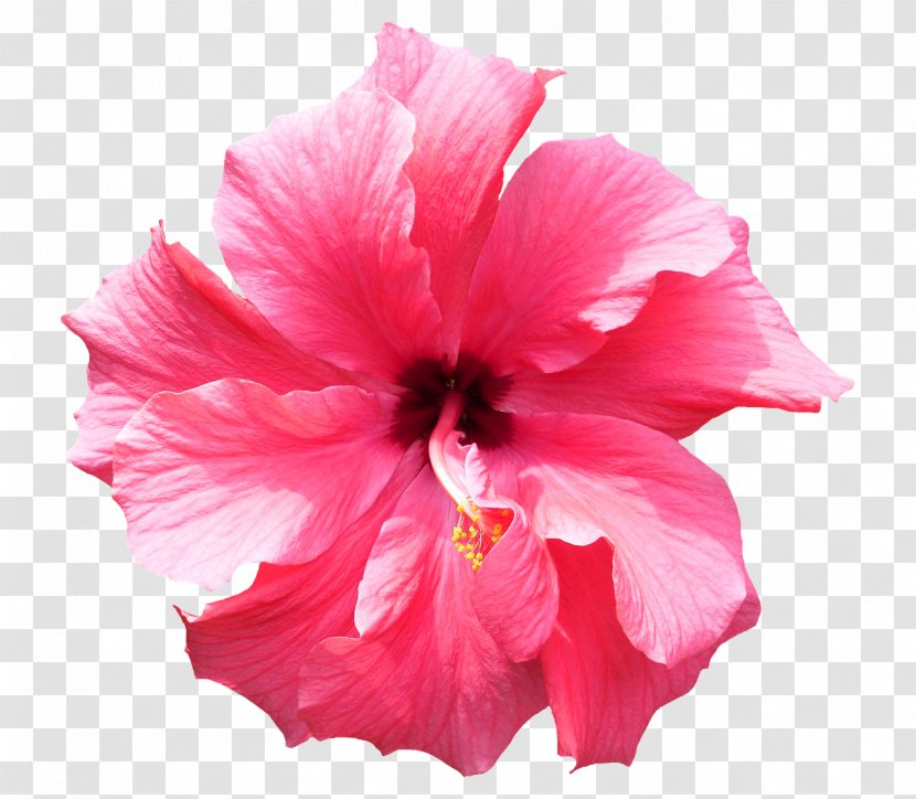 Petal Flower Pink Hawaiian Hibiscus - Flowering Plant - Mallow Family Chinese Transparent PNG