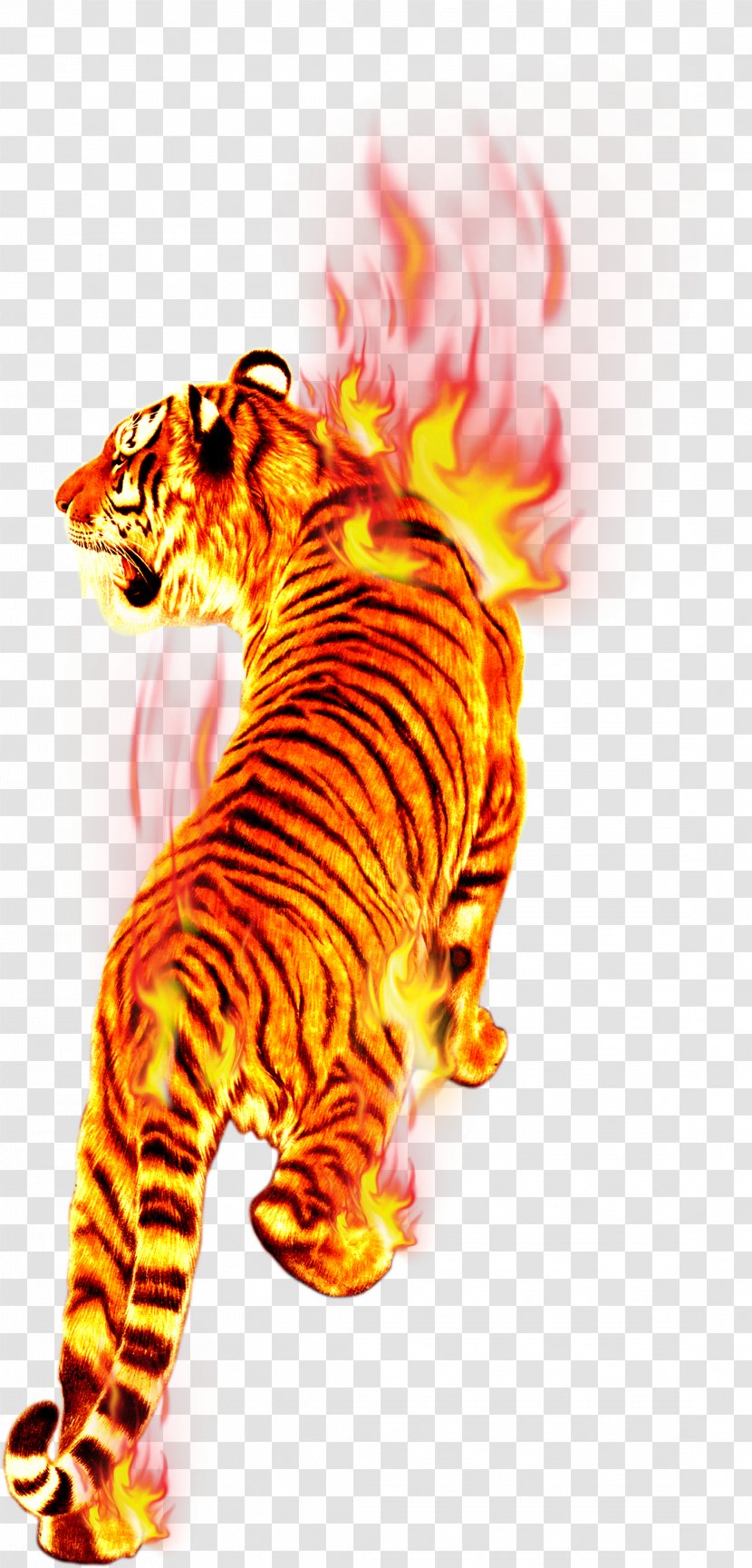Flame Fire Tiger Combustion - In Flames Transparent PNG