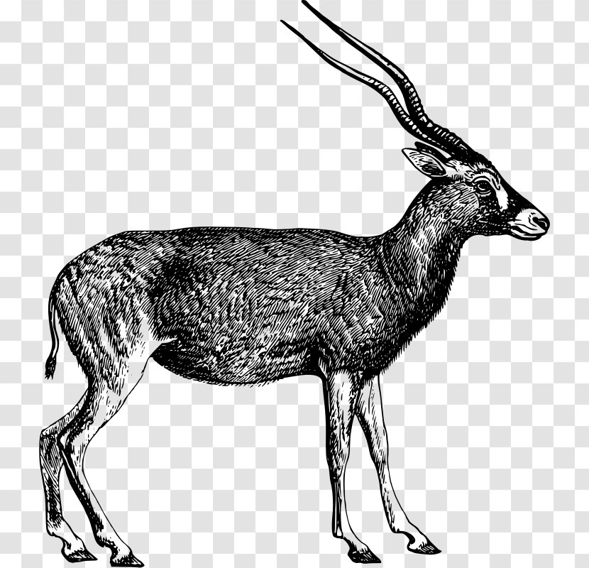Antelope Clip Art - Musk Deer - Saiga Transparent PNG