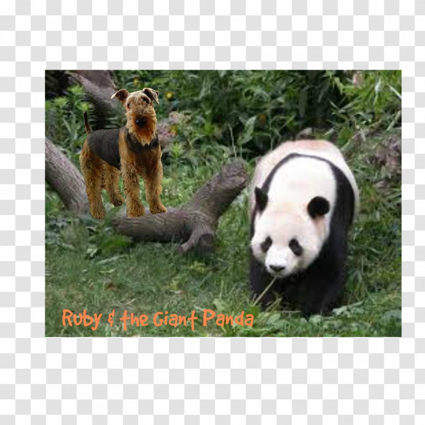 The Giant Panda Red Bear Chengdu Research Base Of Breeding Transparent PNG