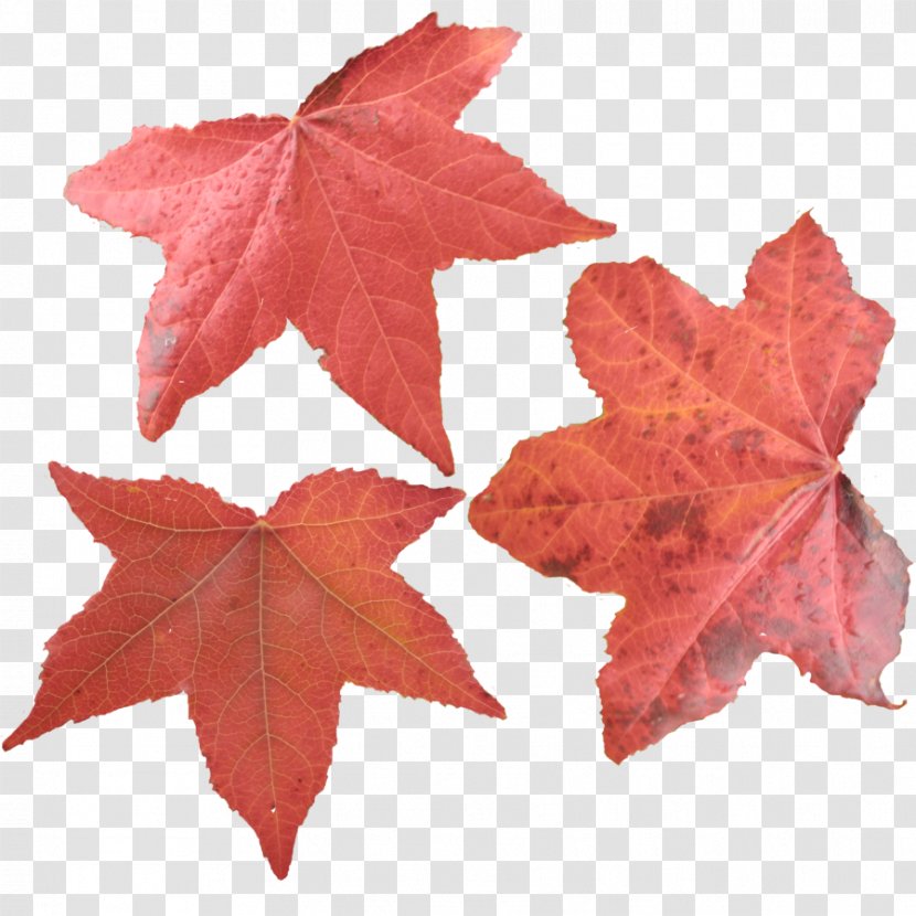 Thepix Maple Leaf River Cafe - Autumn Leaves Transparent PNG