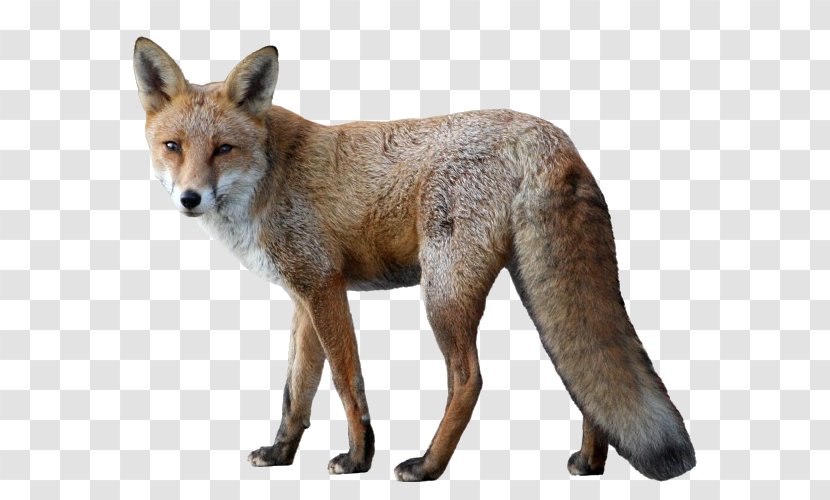 Fox Animal Dog - Image Resolution - Little Transparent PNG
