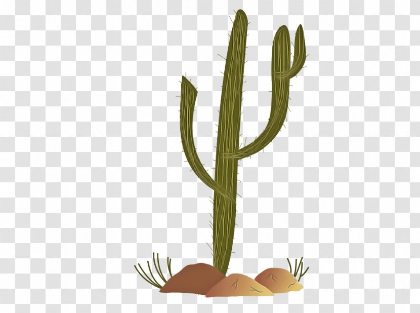 Cactus - Terrestrial Plant - Stem Flowerpot Transparent PNG