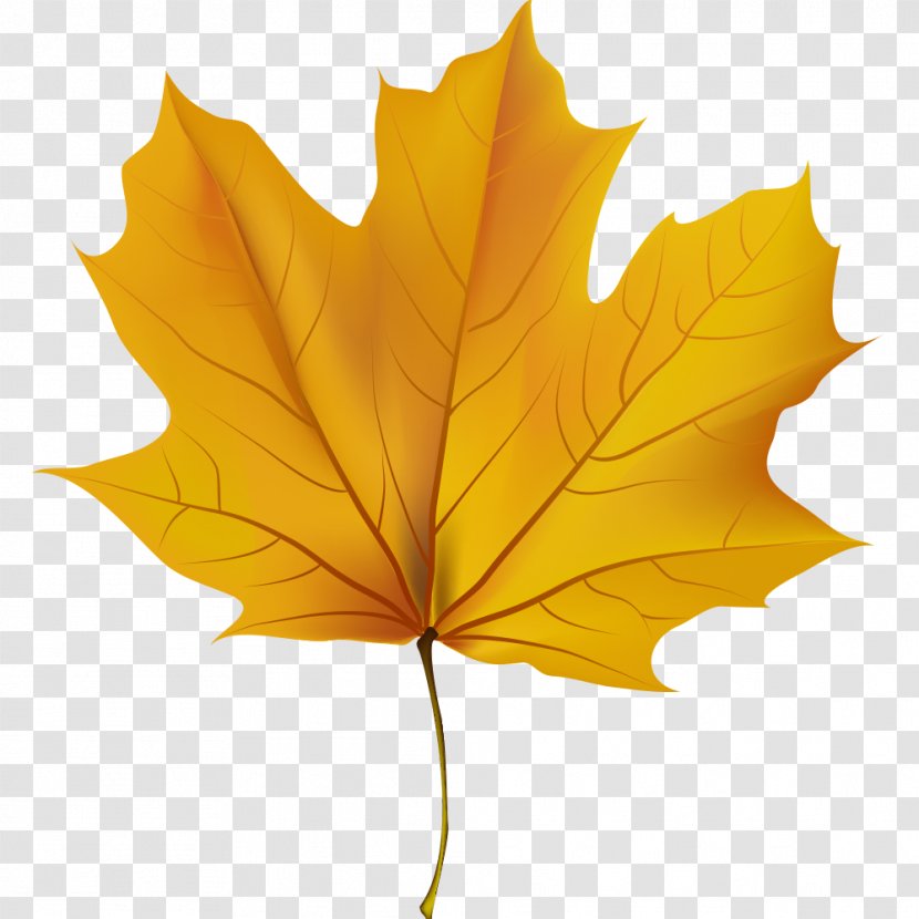 Clip Art Image Drawing Autumn Leaf Color - Leaves Transparent PNG