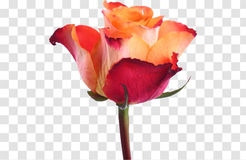 Garden Roses Cabbage Rose Floribunda French - Pedicel - Red Transparent PNG