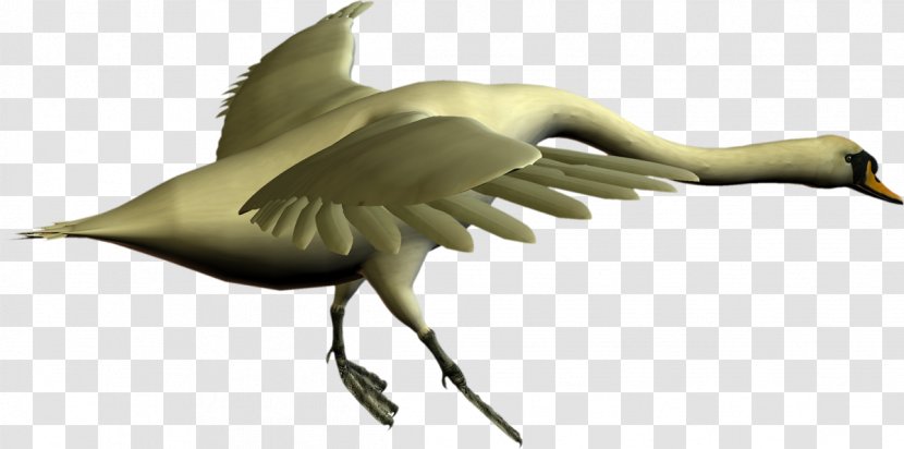 Beak Cygnini Bird Crane Goose - Like Transparent PNG
