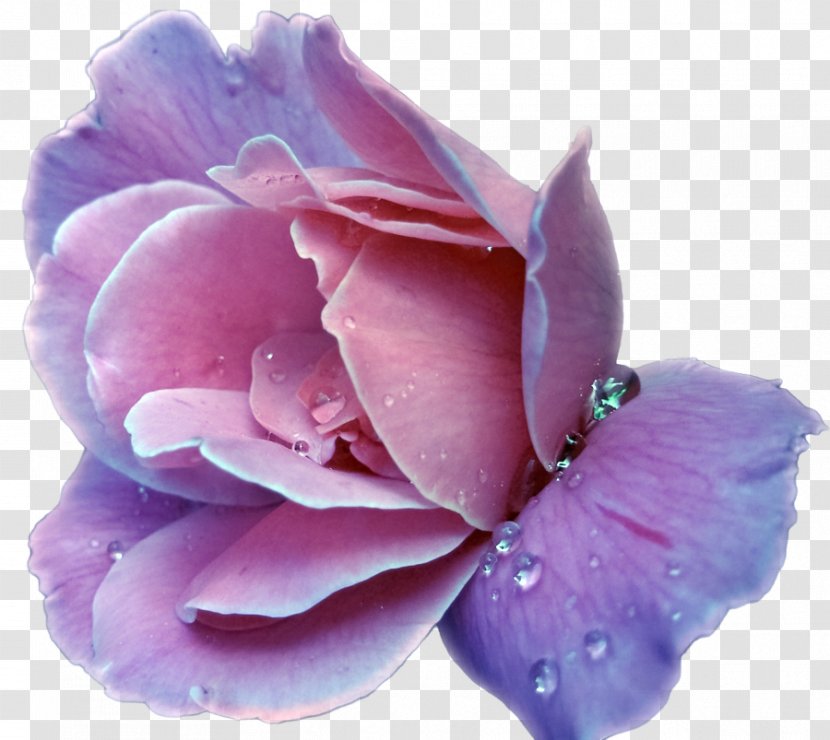 Lavender Flower Purple Rose Clip Art Transparent PNG