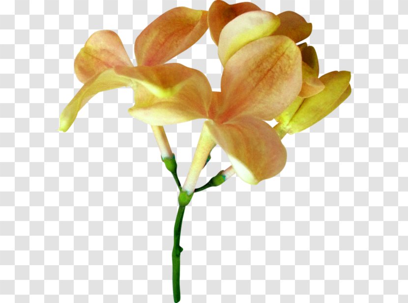Irises Flower Plant Stem Clip Art Transparent PNG