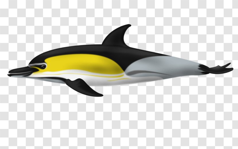 Short-beaked Common Dolphin Tucuxi White-beaked Porpoise Bottlenose - Right Whale Transparent PNG
