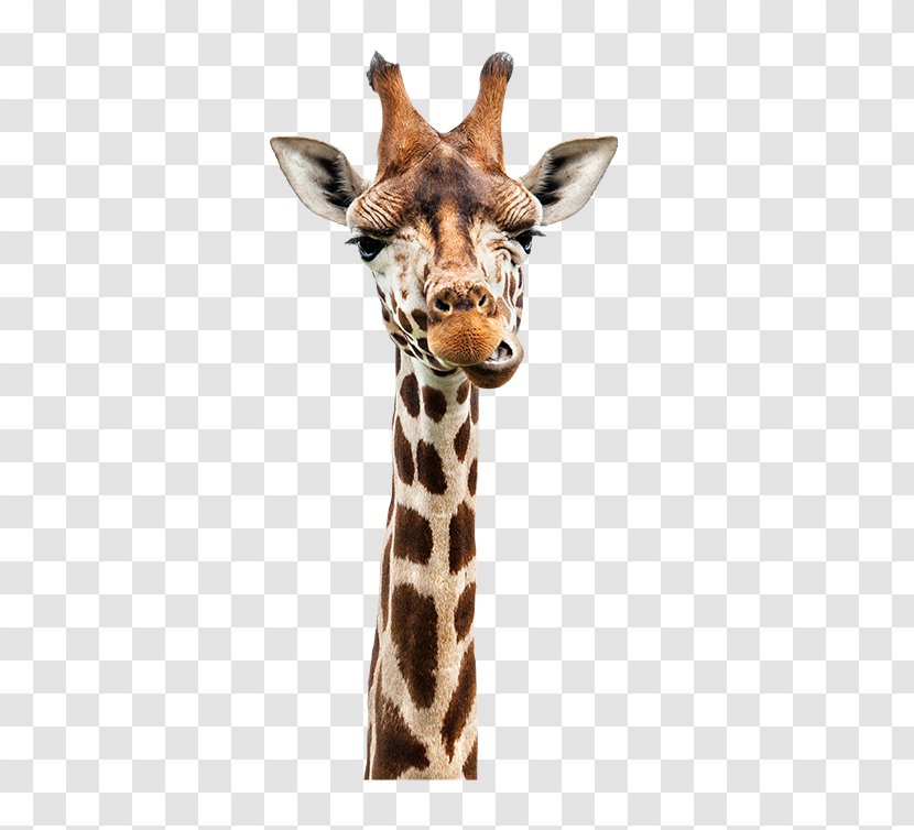 Giraffe Stock Photography Royalty-free - Animal Figure - Giraffes Transparent PNG