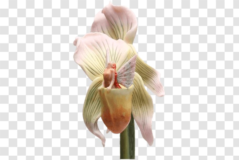 Slipper Orchids Showy Lady's Slippers Flower Plant Stem Petal Transparent PNG
