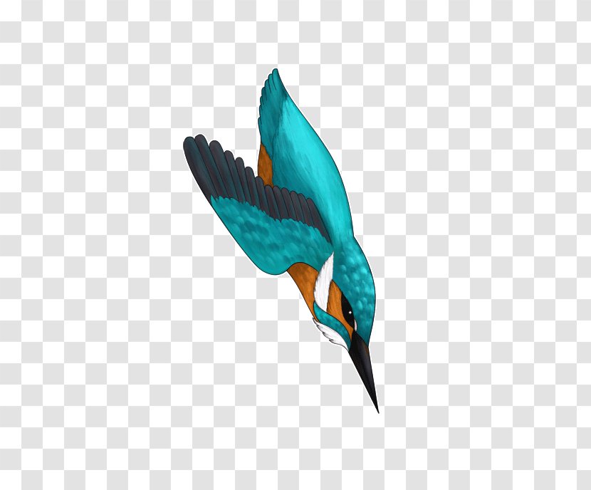 Beak Teal Bird Wing Feather - Turquoise Transparent PNG