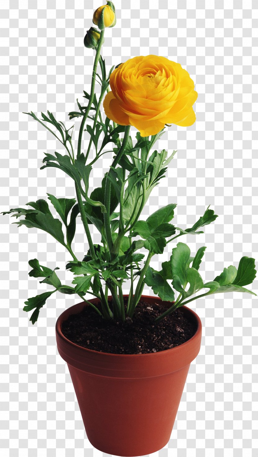 Flower Vase Rose Yellow - Houseplant - Potted Plant Transparent PNG