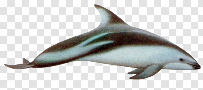 Common Bottlenose Dolphin Short-beaked Tucuxi Rough-toothed White-beaked - Whitebeaked - Jumping Dolphins Transparent PNG