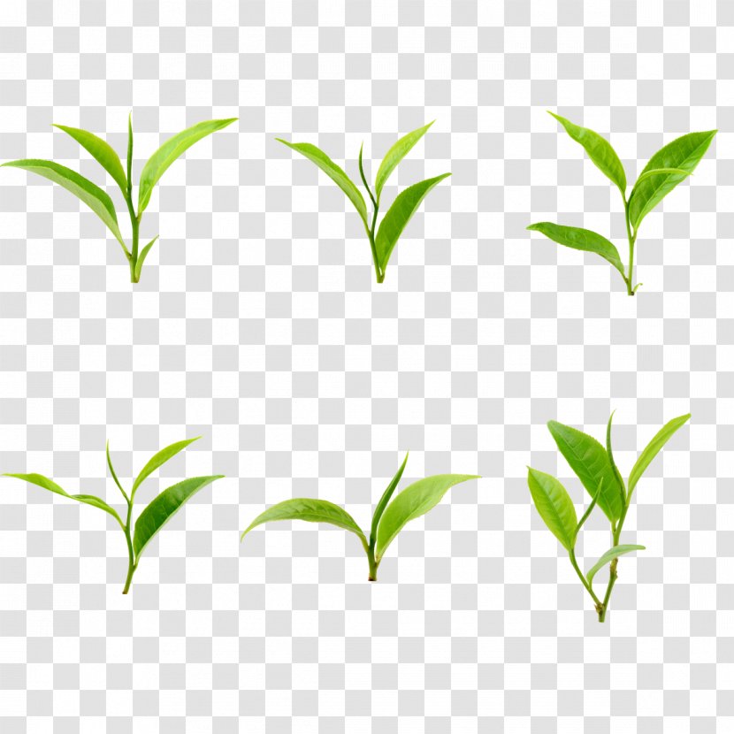 Green Leaf Grass Branch - Lawn Transparent PNG
