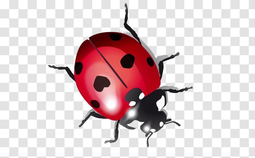 Ladybird Beetle Drawing - Arthropod Transparent PNG