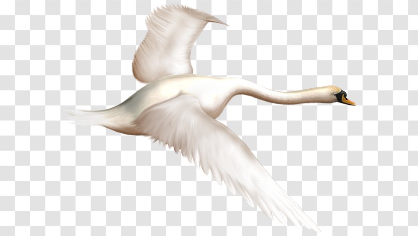 Duck Bird Mute Swan Goose - Waterfowl Transparent PNG