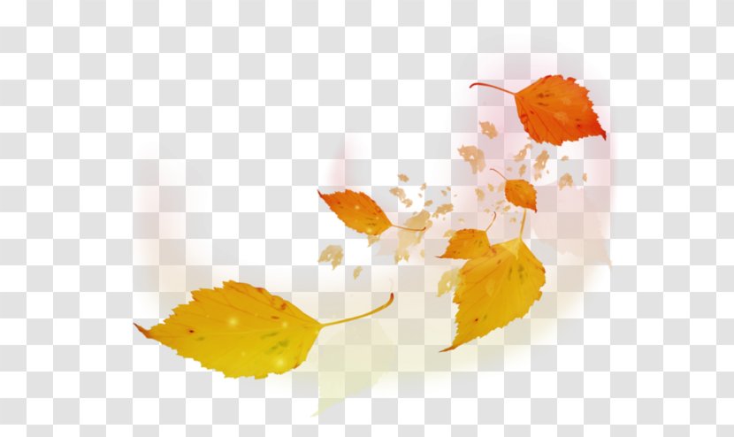 Leaf Autumn - Leaves Transparent PNG
