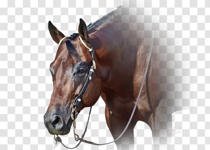 American Quarter Horse Association Stallion Mane Mustang - Silhouette Transparent PNG