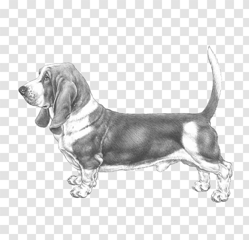 Basset Hound Fauve De Bretagne Grand Griffon Vendéen Bleu Gascogne Beagle - Mammal - Race Transparent PNG