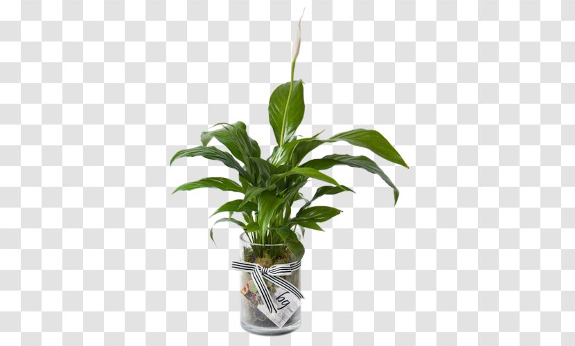Houseplant Peace Lily Leaf Plant Stem - Vase Transparent PNG