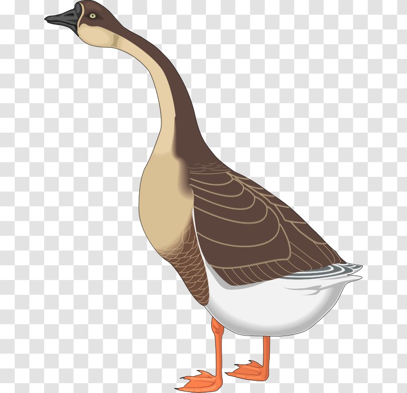 Canada Goose Mother Nene Duck - Feather - Free Bird Vector Transparent PNG