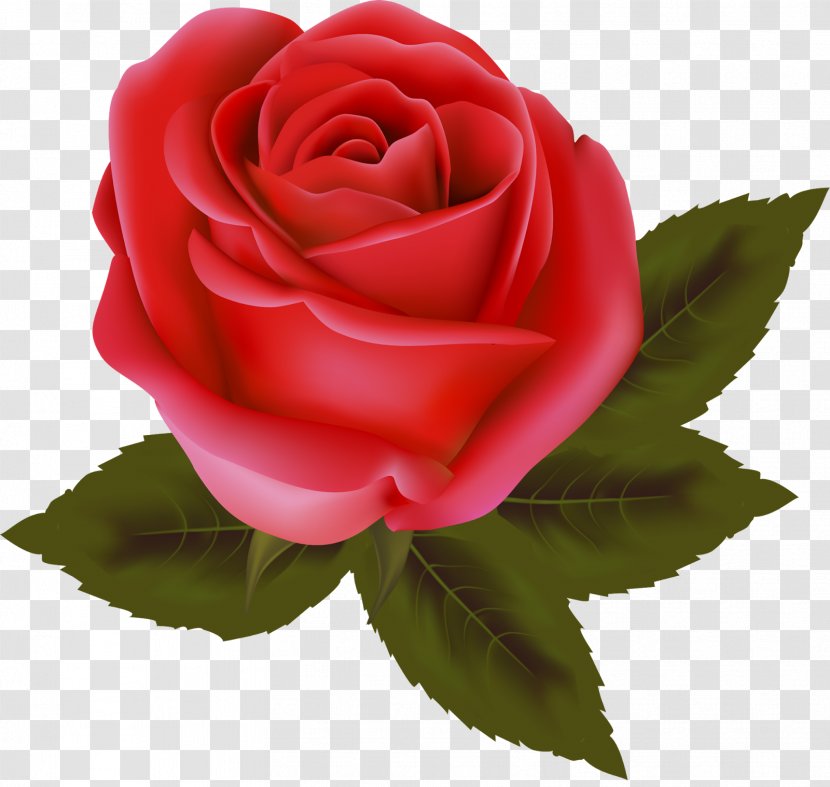 Garden Roses China Rose Cabbage Valentine's Day Floribunda - Pink Transparent PNG