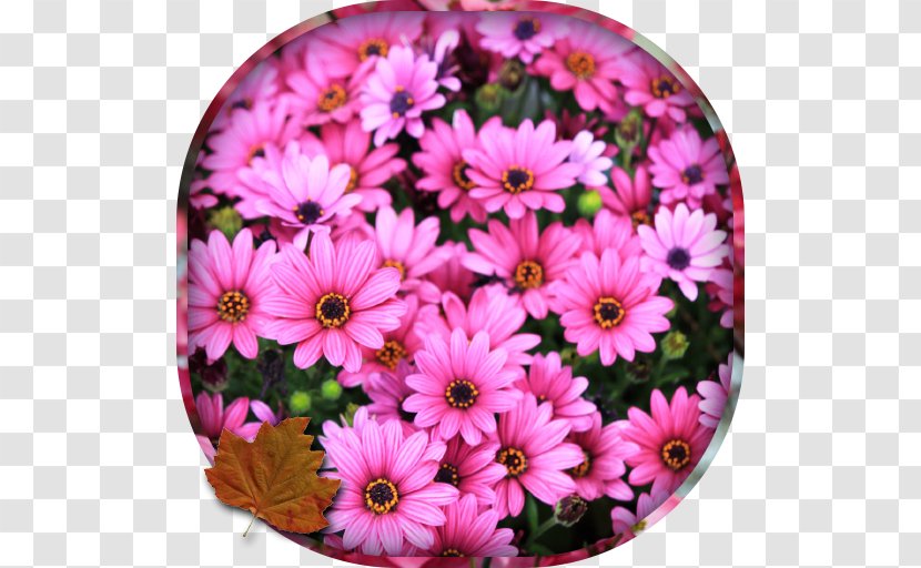 Chrysanthemum Amazon.com Daisy Family Livingstone Cut Flowers - Pink Transparent PNG