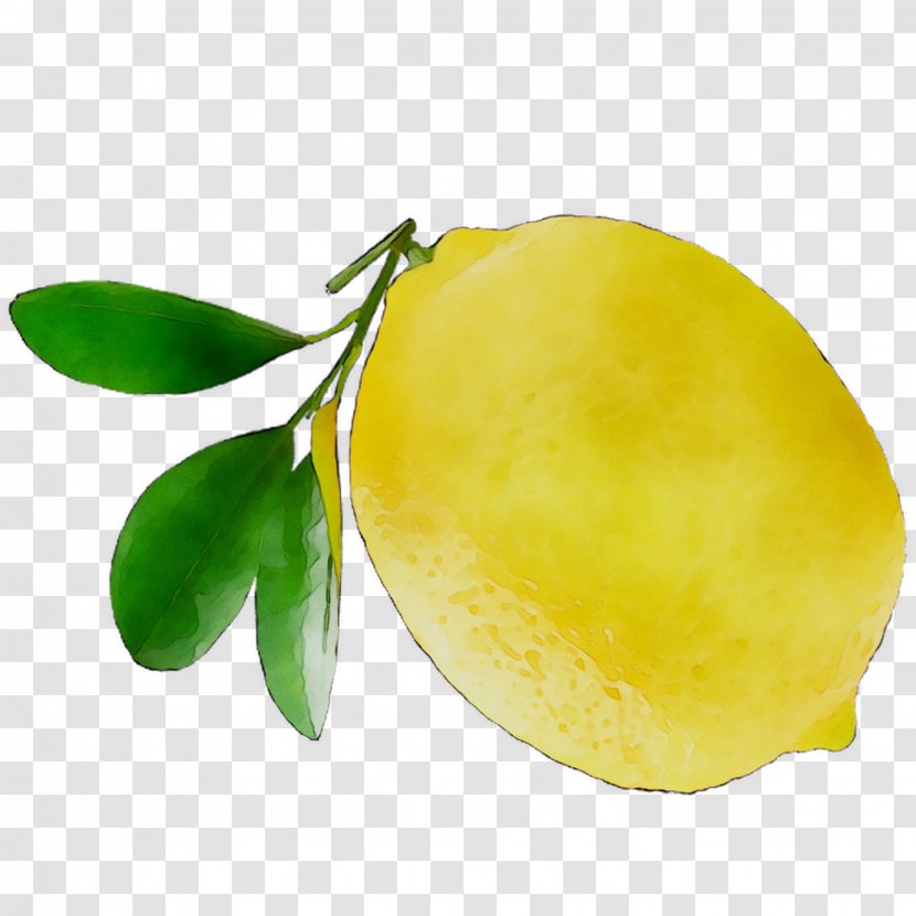 Citron Lemon Citric Acid Yuzu - Fruit - Mangifera Transparent PNG