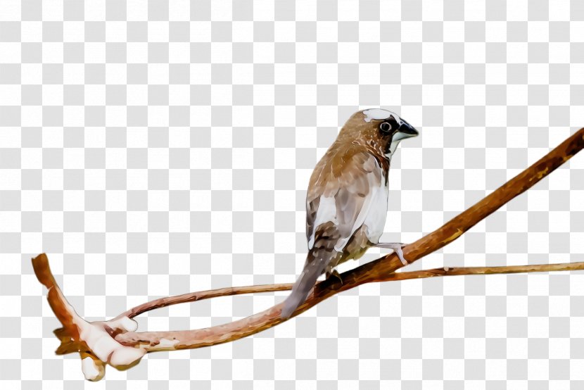 Bird Beak Branch Perching Twig - Songbird - Wren Transparent PNG