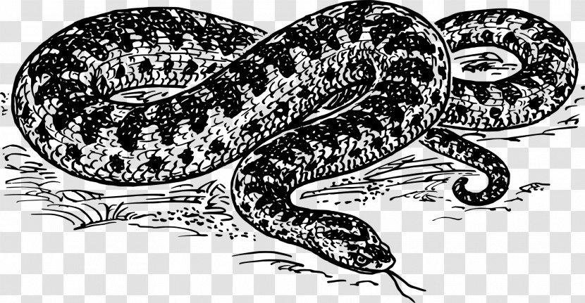 Snake Drawing Common European Viper Clip Art - Rattlesnake - Clipart Transparent PNG