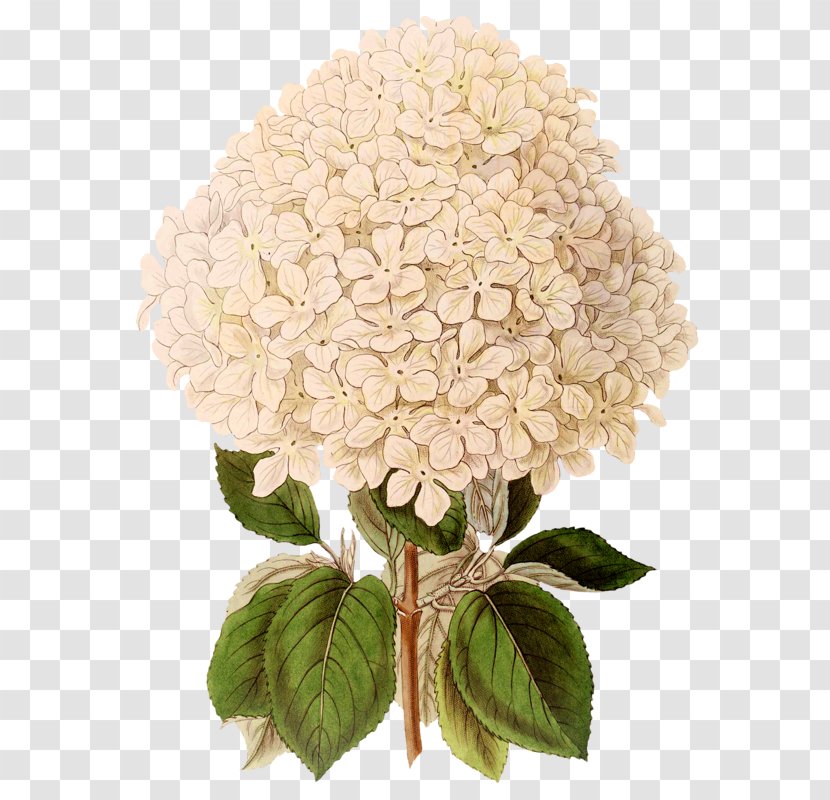 French Hydrangea Flower Clip Art - Printing Transparent PNG