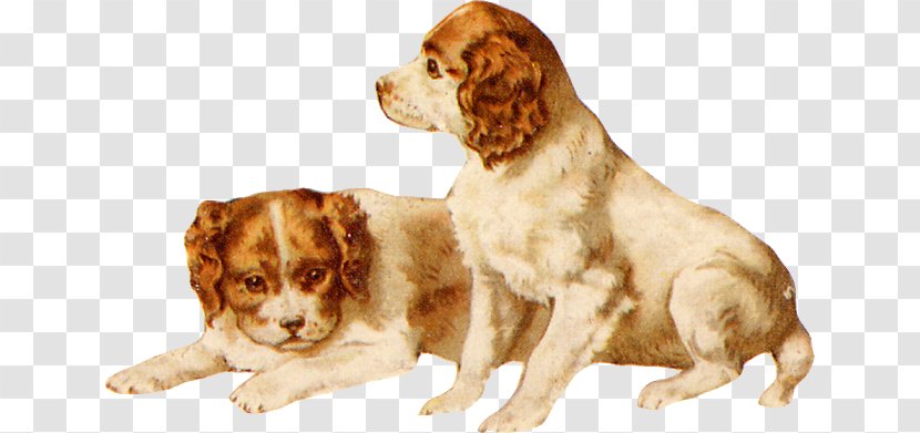Brittany Dog Cavalier King Charles Spaniel Breed Companion - Cut Transparent PNG