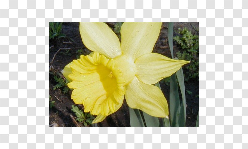Narcissus Canna Flower Petal Daylily - Amaryllis Family - Daffodil Transparent PNG