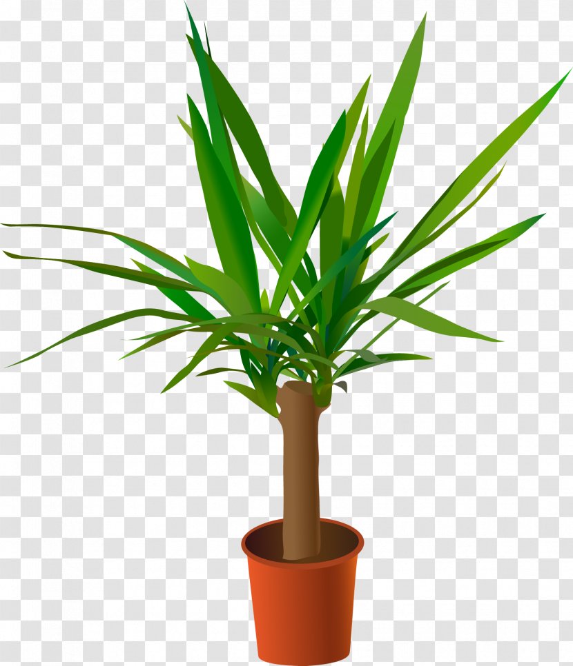 Yucca Gloriosa Spineless Aloifolia Filamentosa Rostrata - Arecaceae - Vector Green Potted Plants Transparent PNG