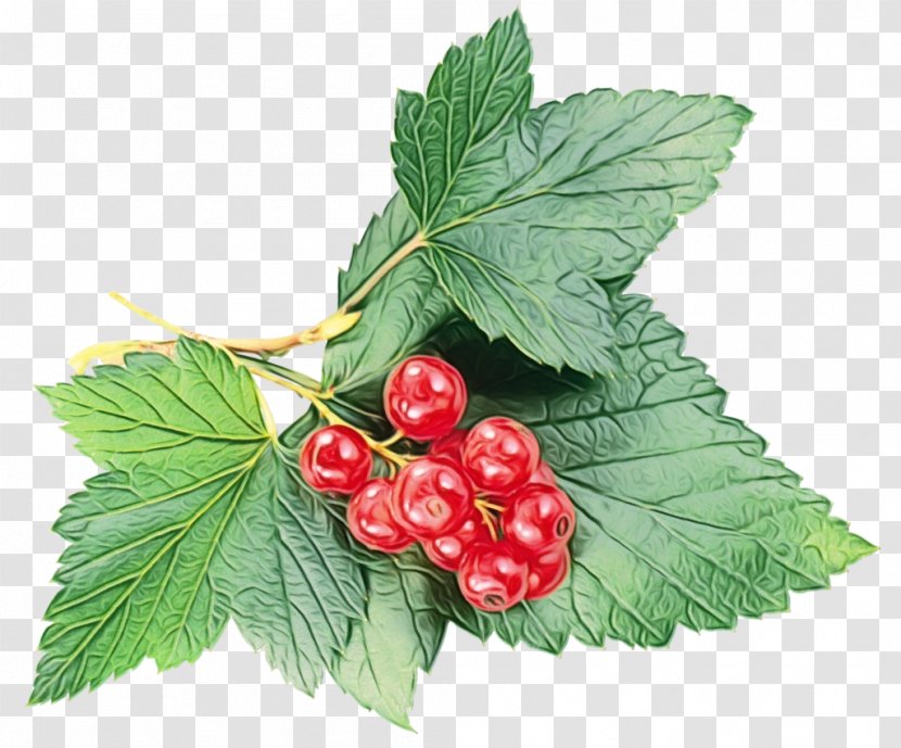 Berry Plant Leaf Flower Flowering - Watercolor - West Indian Raspberry Woody Transparent PNG