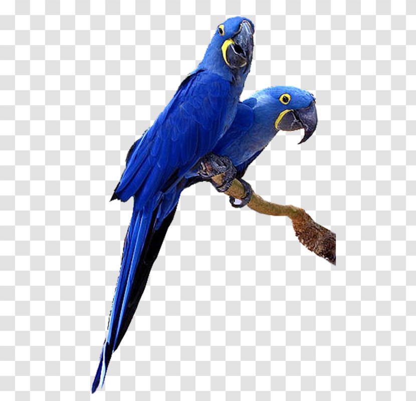 Budgerigar Hyacinth Macaw Parrot Bird - Beak Transparent PNG