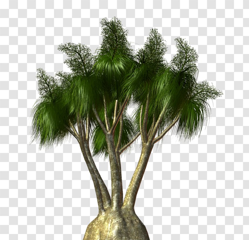 Asian Palmyra Palm Arecaceae Tree Flowerpot Shrub - Plant - Vf Transparent PNG