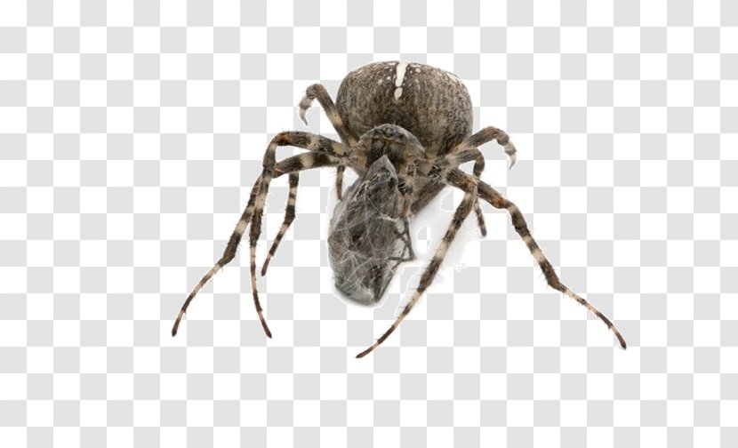 Wolf Spider Insect Tarantula - Pest - Spiders Insects Transparent PNG