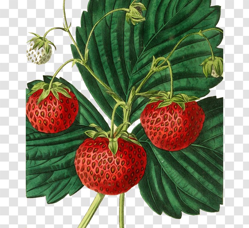 Strawberry Painting Fruit Drawing Illustration - Printmaking Transparent PNG